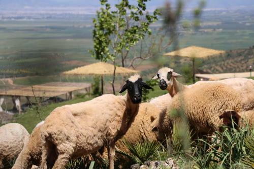 Bed & Breakfast Dar El Mandar - Ferme & Table D'h�te Berb�re