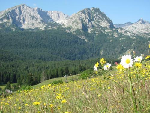 Hostal Apartments & Rooms Vitko