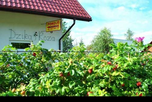 Hostal Dzika R�?a