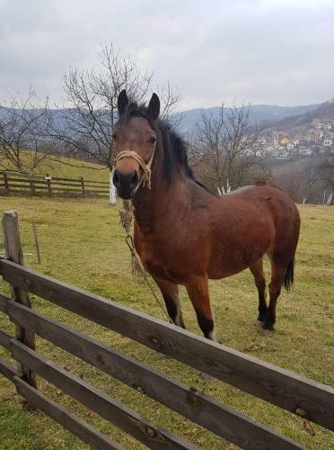 Agroturismo Konaciste Svedrana