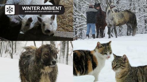 Hostal Eco Farm Milanovic