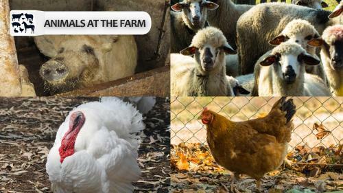 Hostal Eco Farm Milanovic