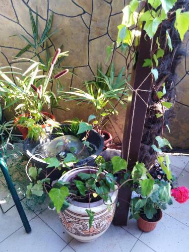 Hostal Guest House Letniy