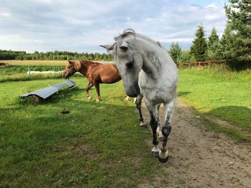 Hostal House Near The Lake