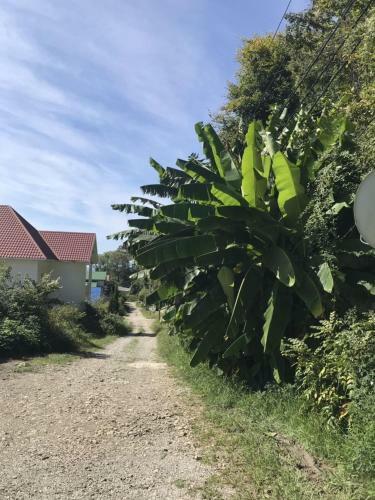 Hostal Guest House Tomichka