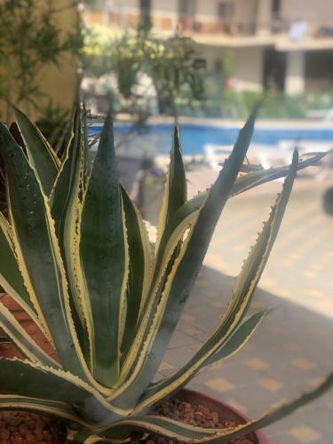 Hotel Guest House Anesti