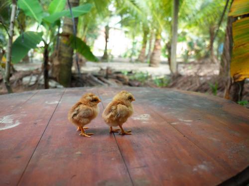 Mini Mekong Homestay In Ben Tre