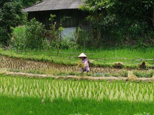Bed & Breakfast Thu Thuy Homestay