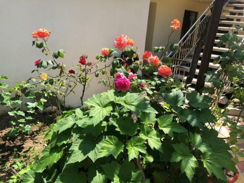 Hostal Anna Guest House