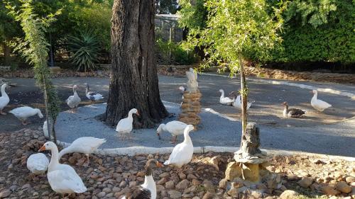 Agroturismo Fynbos Guest Farm