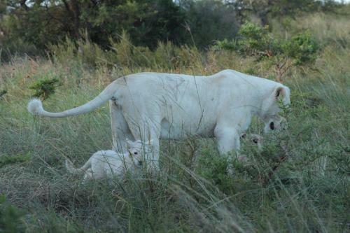 Lodge Inkwenkwezi Private Game Reserve