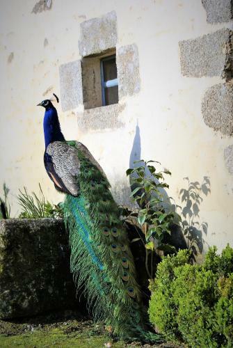 Bed & Breakfast Ch�teau de La Chasse-guerre