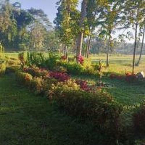 Tereng Wilis Bungalows