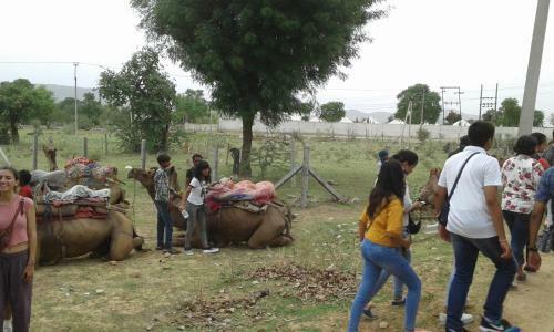 Pushkar Pride Camp & Resort