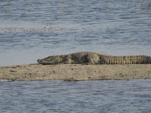 Aravali Nature Luxury Camp - Jawai
