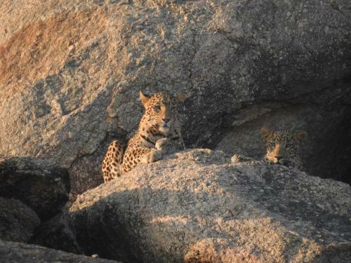 Aravali Nature Luxury Camp - Jawai