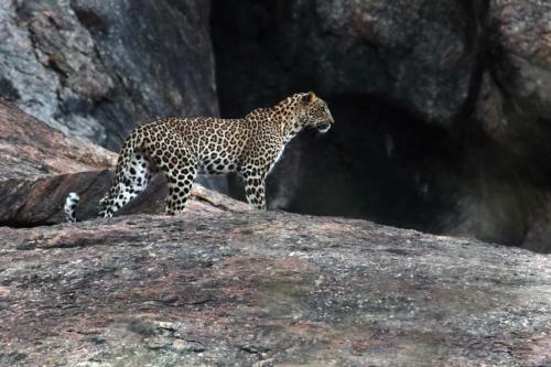 Aravali Nature Luxury Camp - Jawai