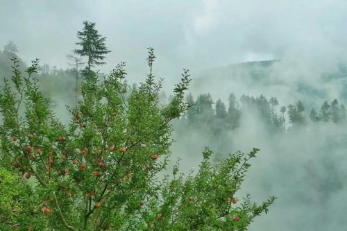 Blissful Experience At Shimla