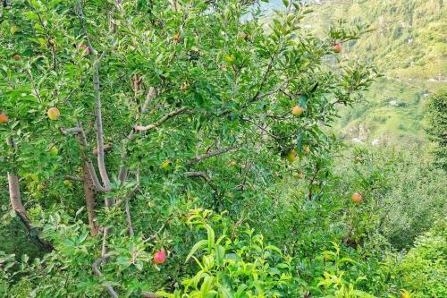 Blissful Experience At Shimla
