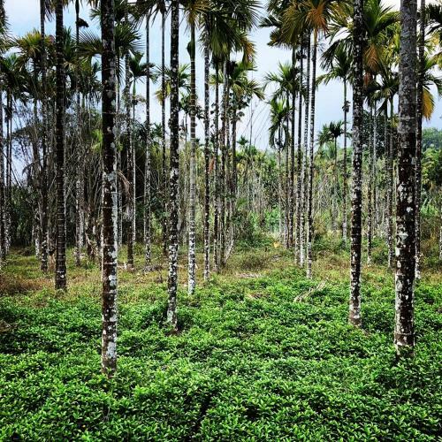 Swastha Plantation Homestay