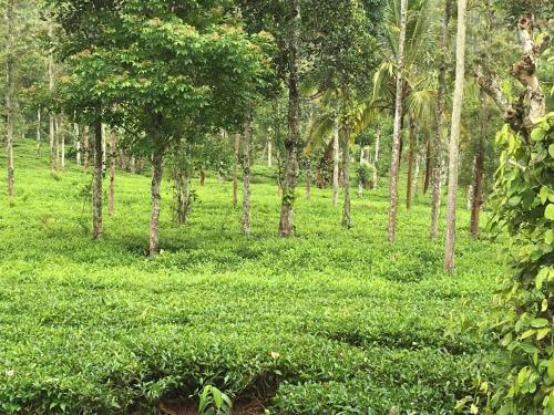 Agroturismo Harmony Farm Wayanad