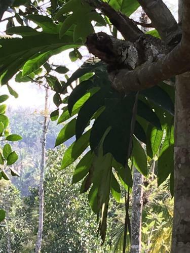 Agroturismo Harmony Farm Wayanad
