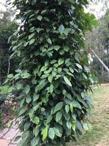 Agroturismo Harmony Farm Wayanad