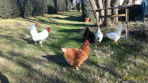 Hostal B&B L'ape In Corte