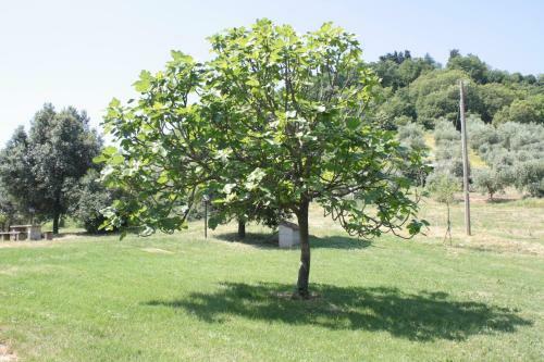 Agroturismo Il Vallone Di Melezzole