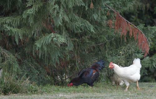 Apartamento La Limonaia - Villa Manciano