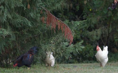 Apartamento La Limonaia - Villa Manciano