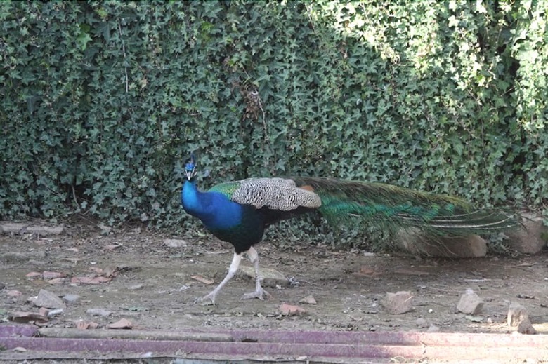 Agroturismo Agriturismo Vigna Mai