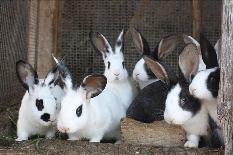 Agroturismo Agriturismo Vigna Mai