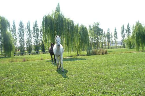 Agroturismo Agriturismo Dei Ciliegi