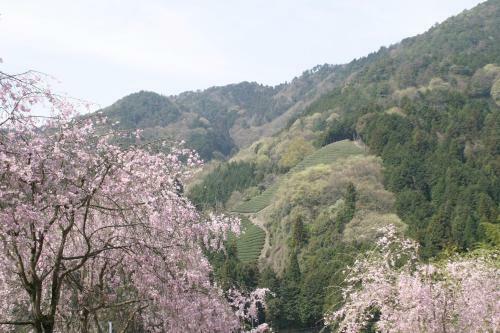 Kyoto Wazukaso
