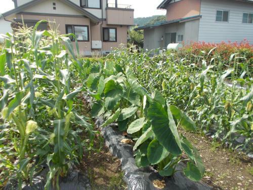 Bed & Breakfast Guest House Honami-kaido