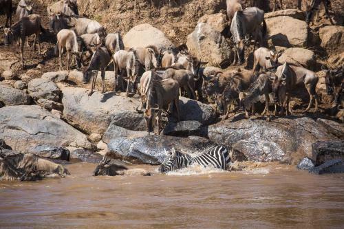 Losokwan Luxury Tented Camp - Maasai Mara
