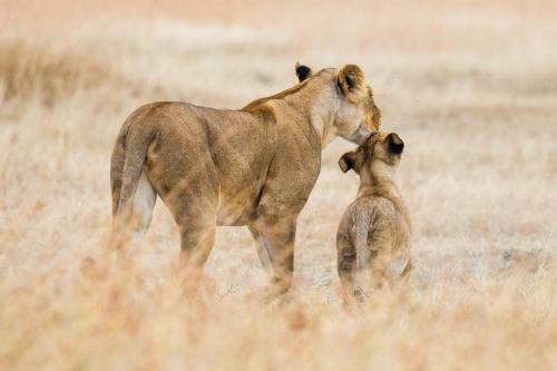 Losokwan Luxury Tented Camp - Maasai Mara