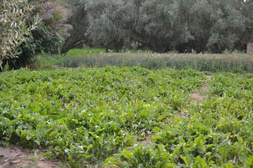 Agroturismo Salma Palm's Ferme D'h�tes