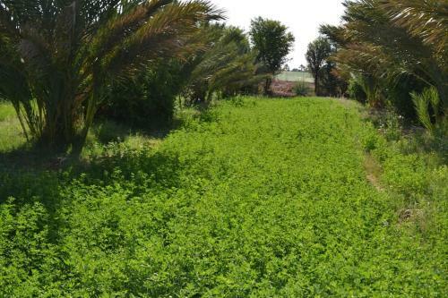 Agroturismo Salma Palm's Ferme D'h�tes