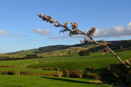 Hostal Quality Rural Stay Catlins Guesthouse