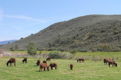 Agroturismo Burro Ville