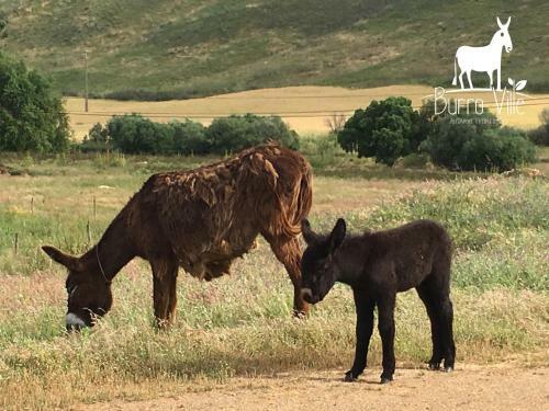 Agroturismo Burro Ville