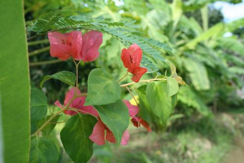 Ban Phraya Lanna Rimnam