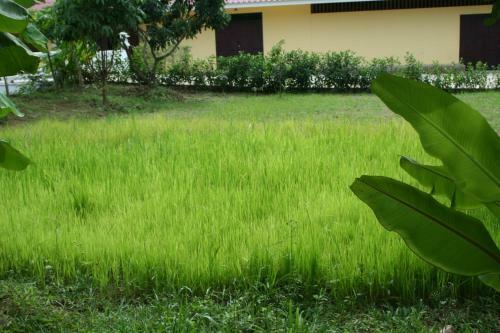 Ban Phraya Lanna Rimnam