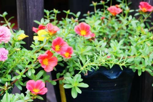 Hotel Umphangburi Resort