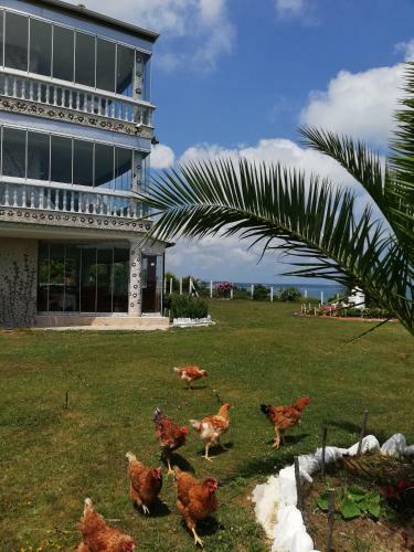 Apartamento Perice Konak