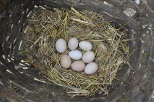 Apartamento Perice Konak