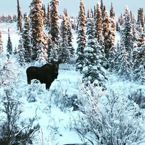 Lake Louise Lodge, Alaska