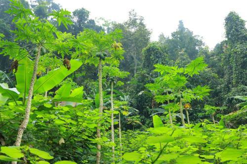 Phong Nha Garden House